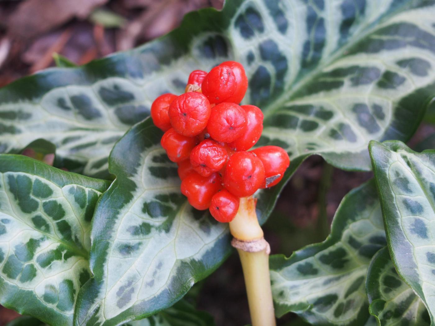 Cuckoo-pint, Italian fruit